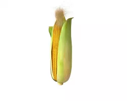 Corn Maize Cob 3D model