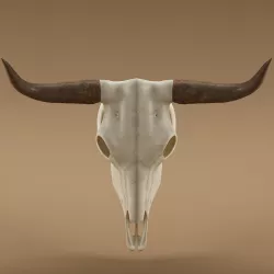 Cow skull 3D model