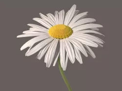 Daisy Flower 3D model