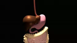 Digestive System 3D model