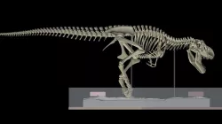 Dinosaur skeleton Triceratops Tyrannosaurus 3D model