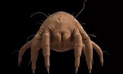 Dust Mite 3D model