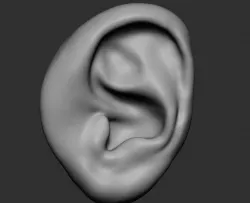 Ear v3 3D model