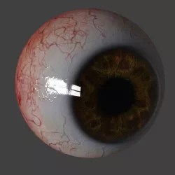 Eyeball 3D model
