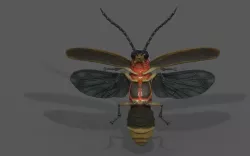 Firefly 3D model