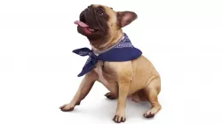 French Bulldog Posed Low-poly  3D model