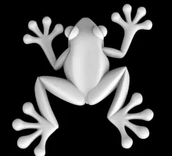 frog  toad 3D model