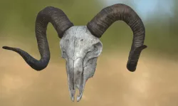 Goat Skull 3D model