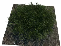 grass Low-poly  3D model