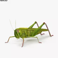 Grasshopper HD 3D model