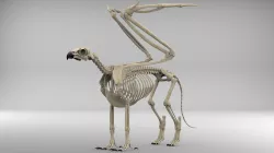 Griffin Skeleton 3D model