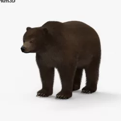 Grizzly Bear HD 3D model