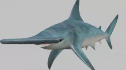 Hammerhead Shark 3D model