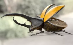 Hercules Beetle Low-poly  3D model