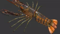Homarus americanus   lobster Low-poly  3D model