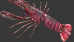 Homarus americanus lobster Low-poly  3D model