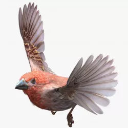 House finch - rigged - animated - Standard PBR VRAY Low-poly  3D model