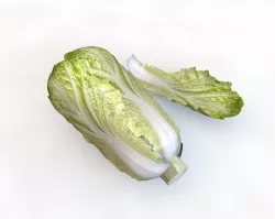 Kimchi Napa cabbage 3D model