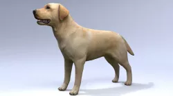 Labrador Low-poly  3D model