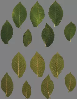 leaf ivy Texture Texture