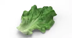 Lettuce - leaf 3D model
