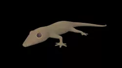 Lizard Gecko Animal 3D model Low-poly  3D model