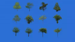 Low poly  tree Texture