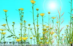 Low Polygon Wild Tall Buttercups Flowers - Wild Flowers Low-poly  3D model