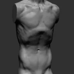 Male Torso v2 3D model