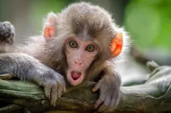 Monkey image 3D model