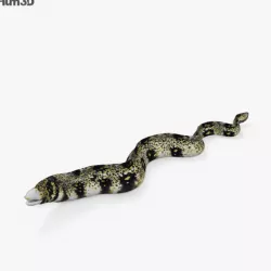 Moray Eel HD 3D model