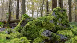 Moss 7 Species and Stones - PBR Asset Kit Low-poly  3D model