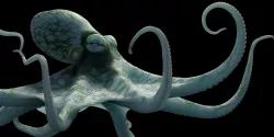 Octopus Cayman 3D model