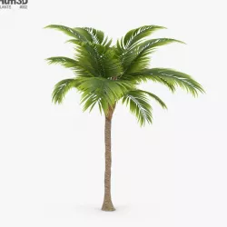 Palm tree 3D model