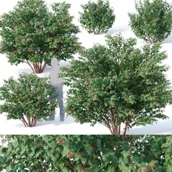 Physocarpus Opulifolius Nr1 Five sizes H80-260 cm 3D model