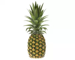 Pineapple 3D model
