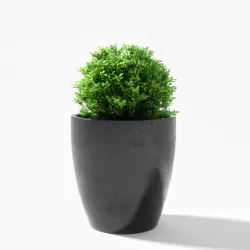 Plant boxwood Low-poly  3D model