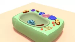 Plant cell 3D model
