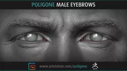 Poligone Male Eyebrows 3D model