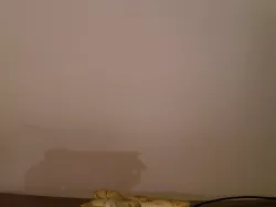 Possum Skull
