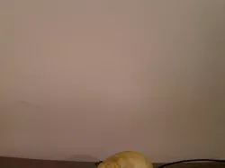 Raccoon Skull