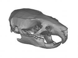 Rat skull mandible 3d models 【 STLFinder