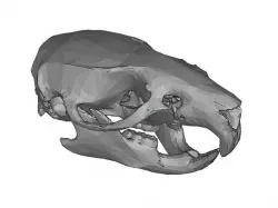 Rat skull + mandible