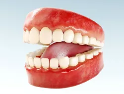 Realistic human Teeth - Mouth for character Low-poly 3D model Low-poly  3D model