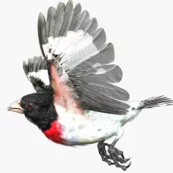 Rose-breasted grosbeak - rigged - animated 3D model