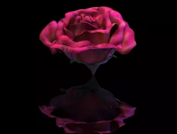 Rose flower 3D model