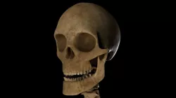 Skull Male 3D model