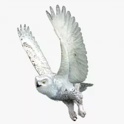 Snowy Owl - rigged - animated 3D model