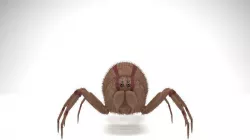 Spider 3D model