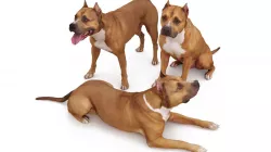 Staffordshire Bull Terrier x3 3D Model Collection